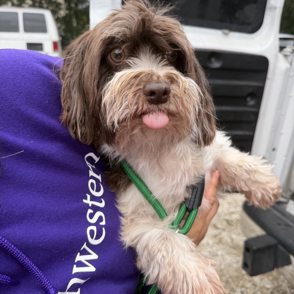 Havanese