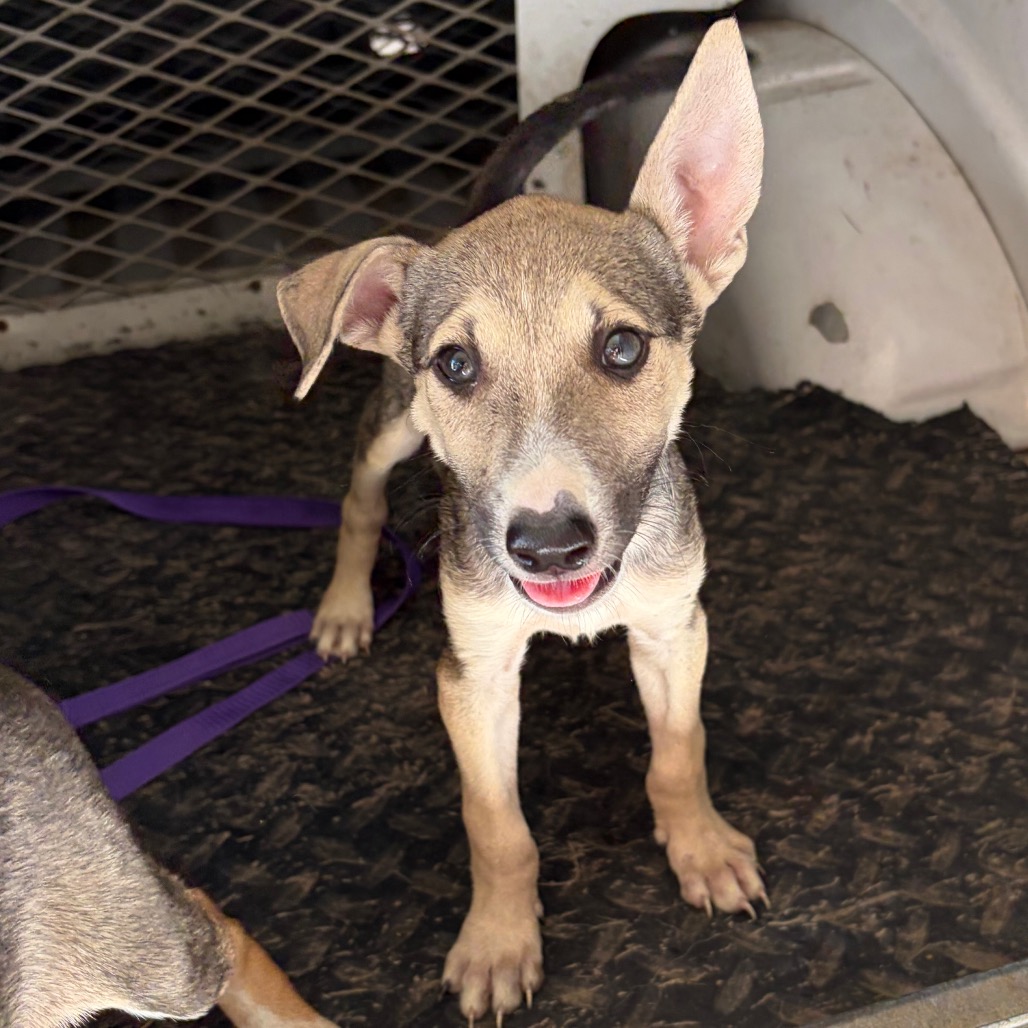 MOZART - Terrier, Pit Bull / Mixed Breed (Medium) available for adoption