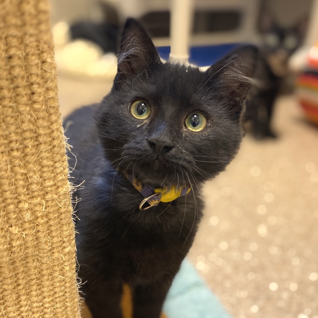 NEBULA - Domestic Medium Hair available for adoption