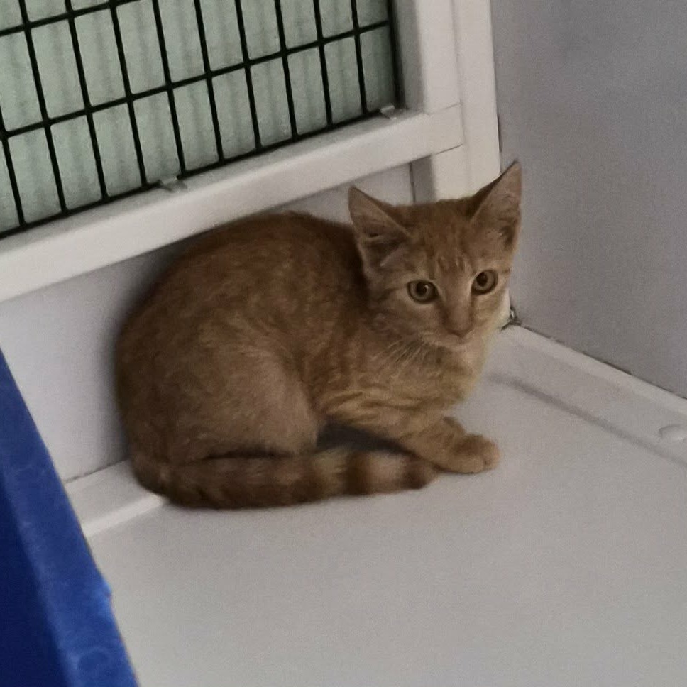 LUCILLE - Domestic Shorthair available for adoption