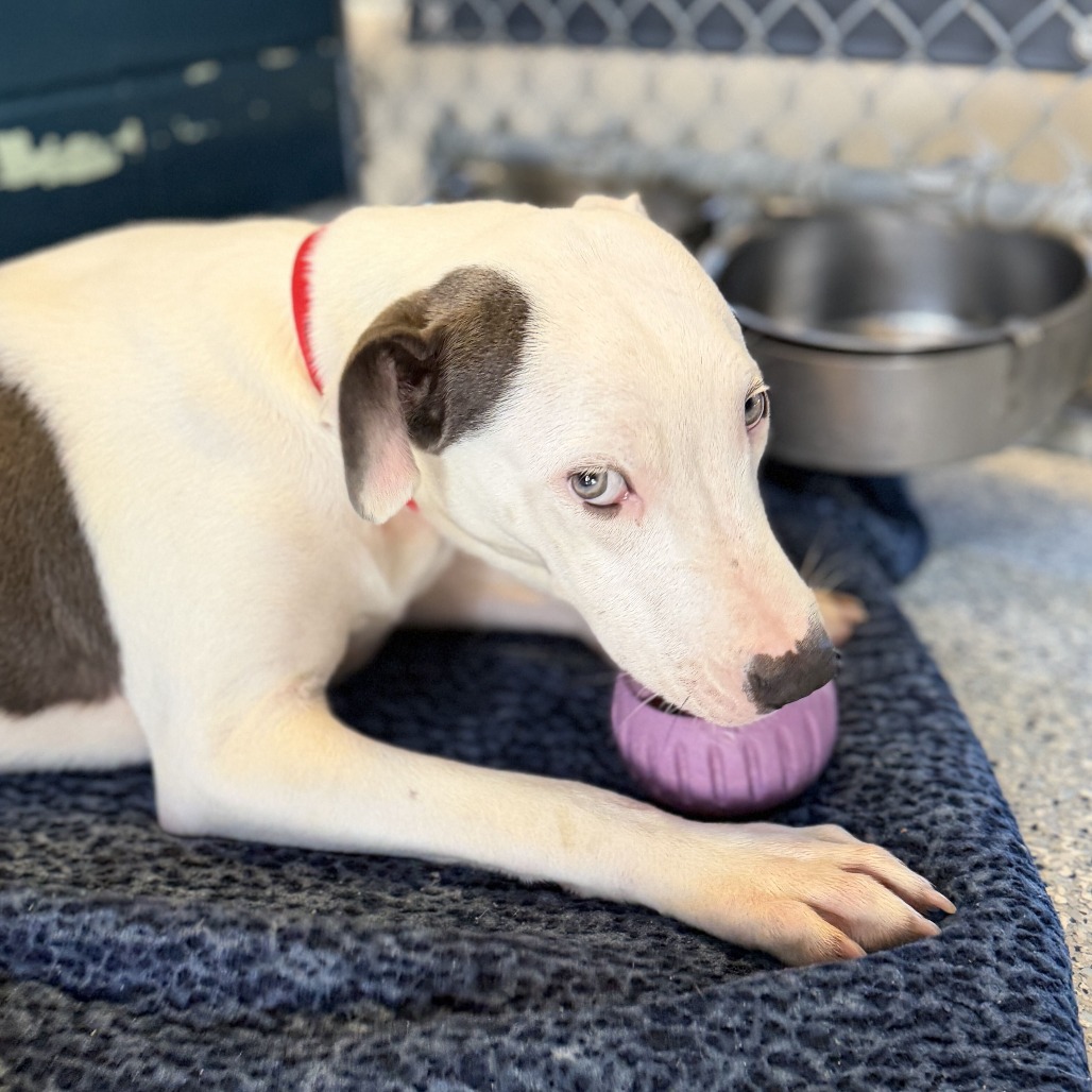 CHOPPER - Mixed Breed (Medium) available for adoption