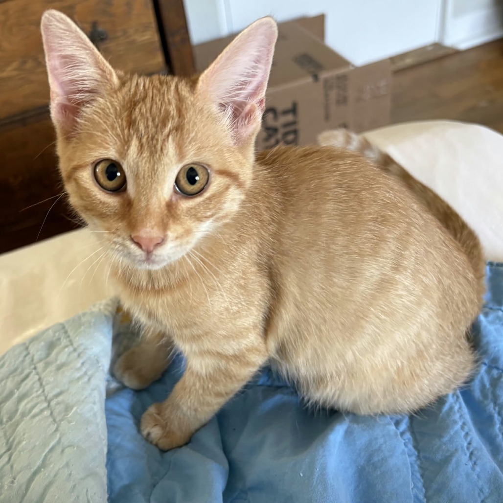 KOURTNEY - Domestic Shorthair available for adoption