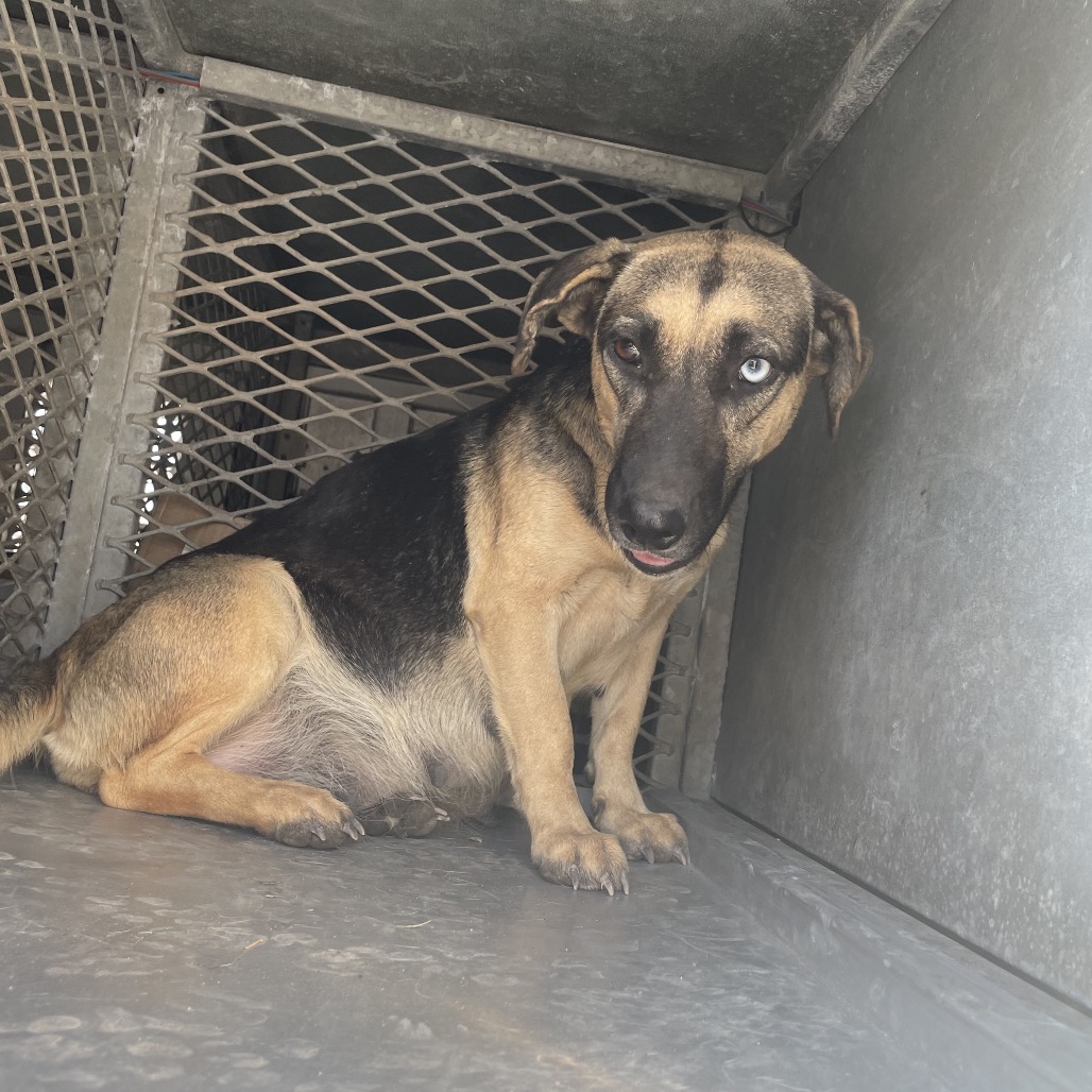 CHARMIN - Shepherd, German / Black Mouth Cur available for adoption