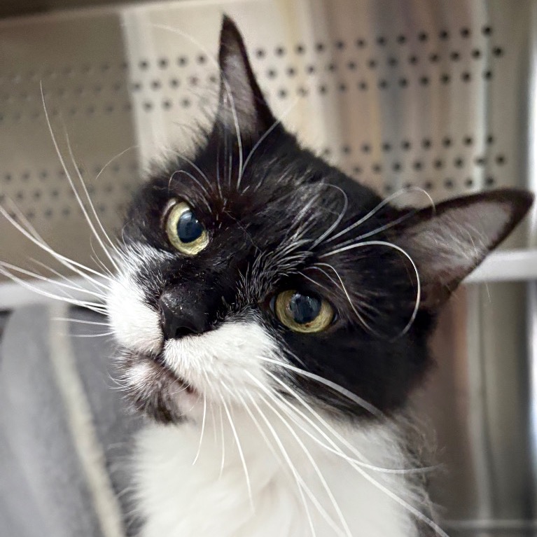 Image of Parsley looking at the camera