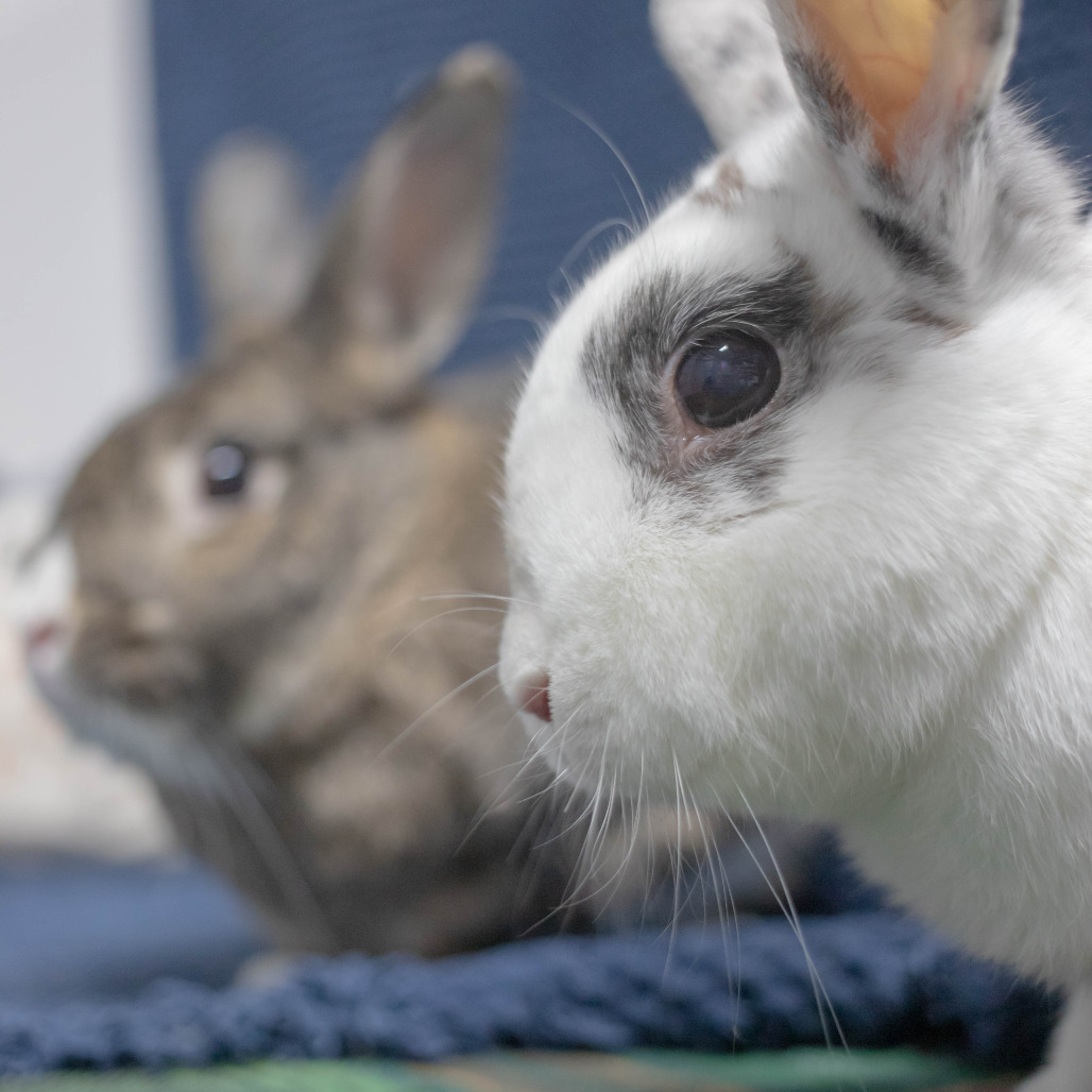 Pippa (bonded to Bowie), photo 13
