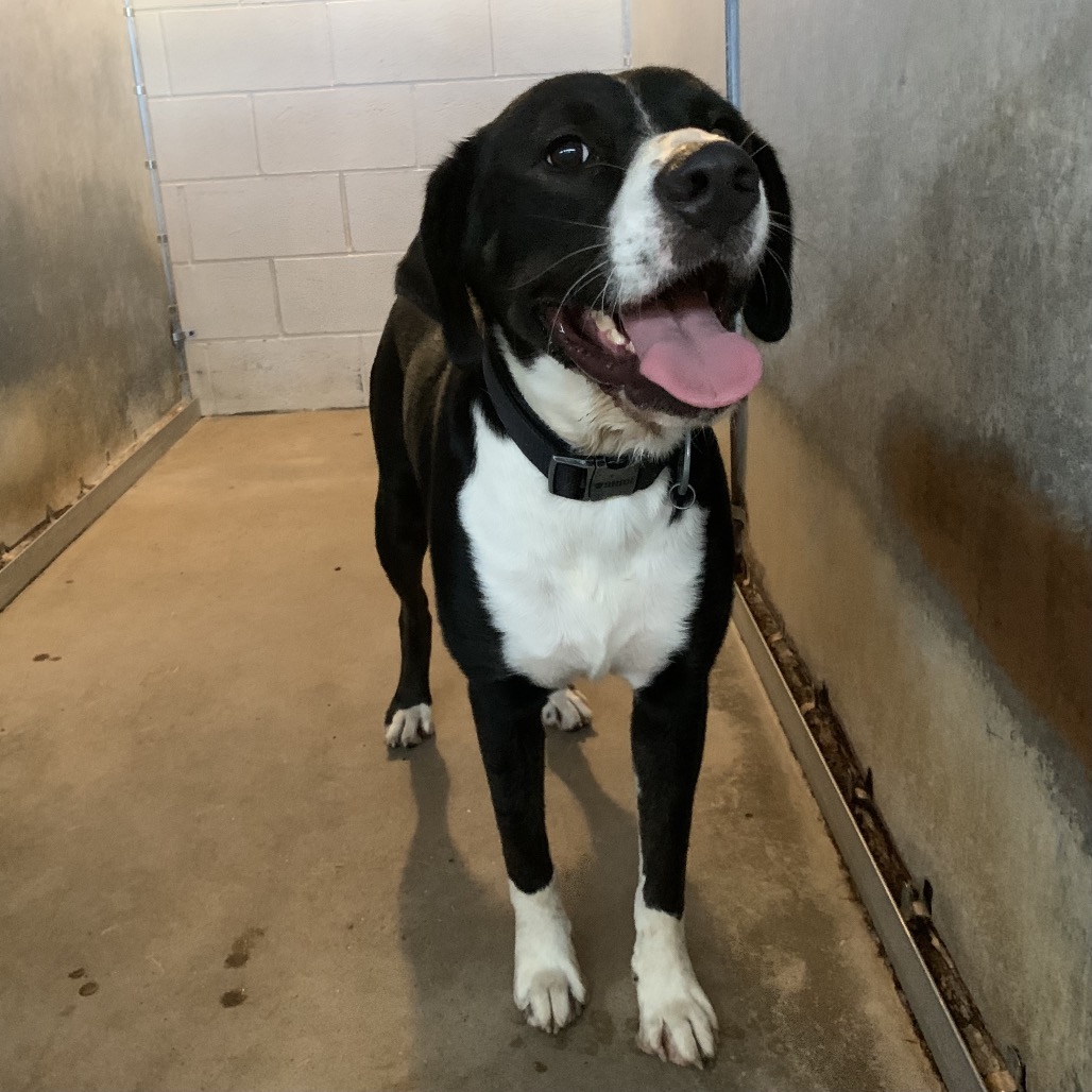 BADGER - Shepherd available for adoption