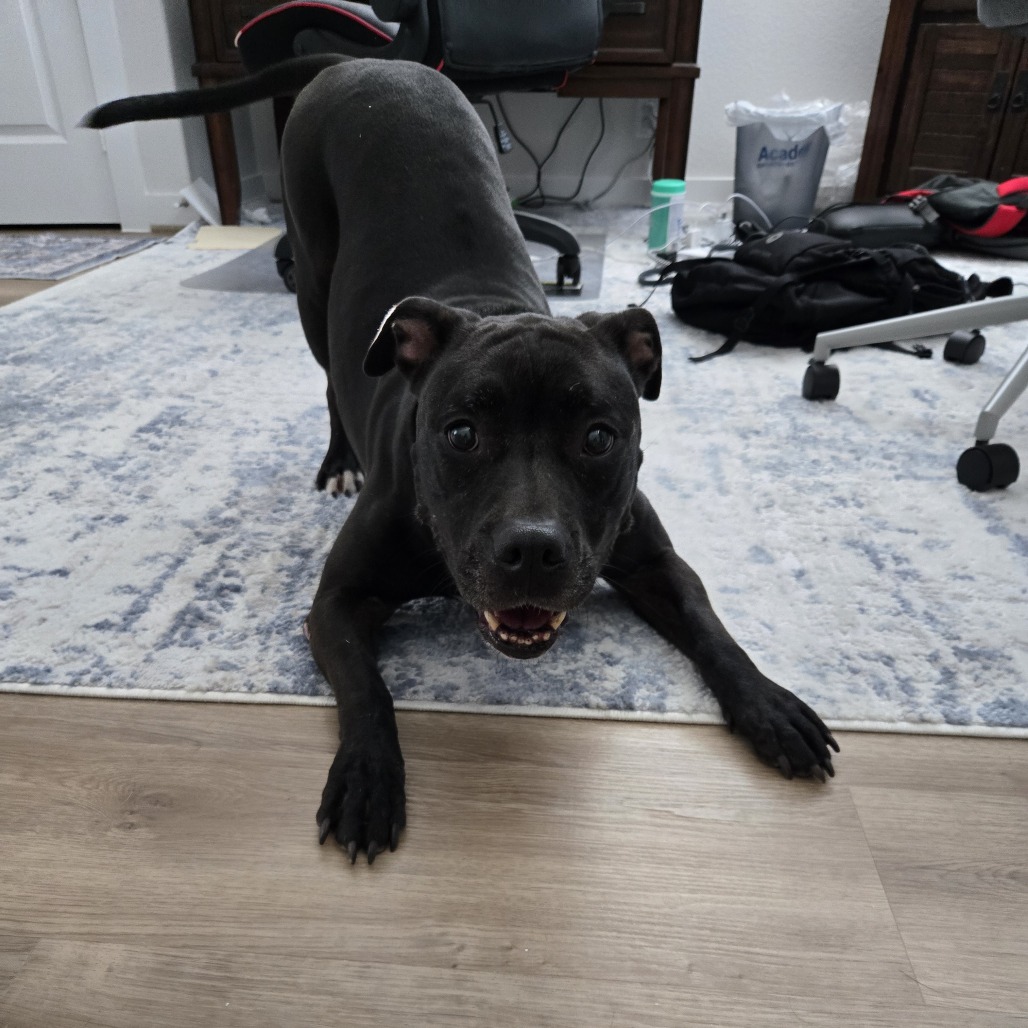 Shadow — thumbnail 10