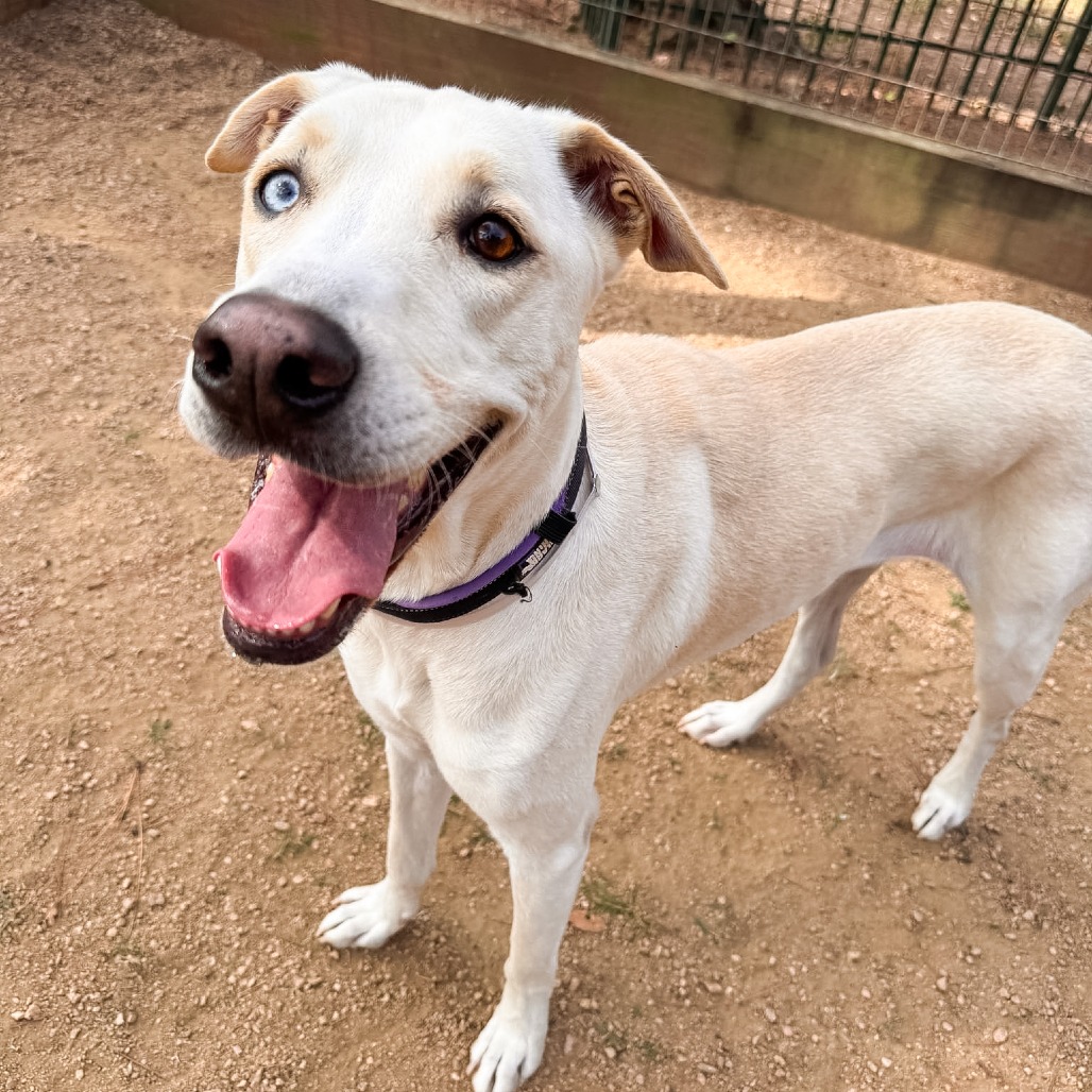 BELLA - Retriever / Mix available for adoption