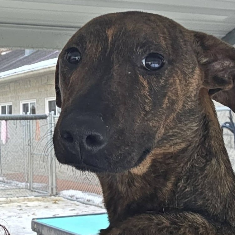 Mona Lisa — thumbnail 4