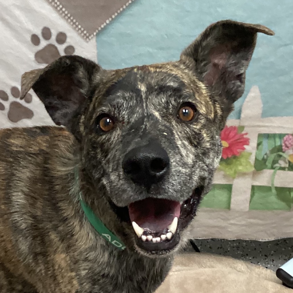PAPAS - Terrier / American Staffordshire available for adoption