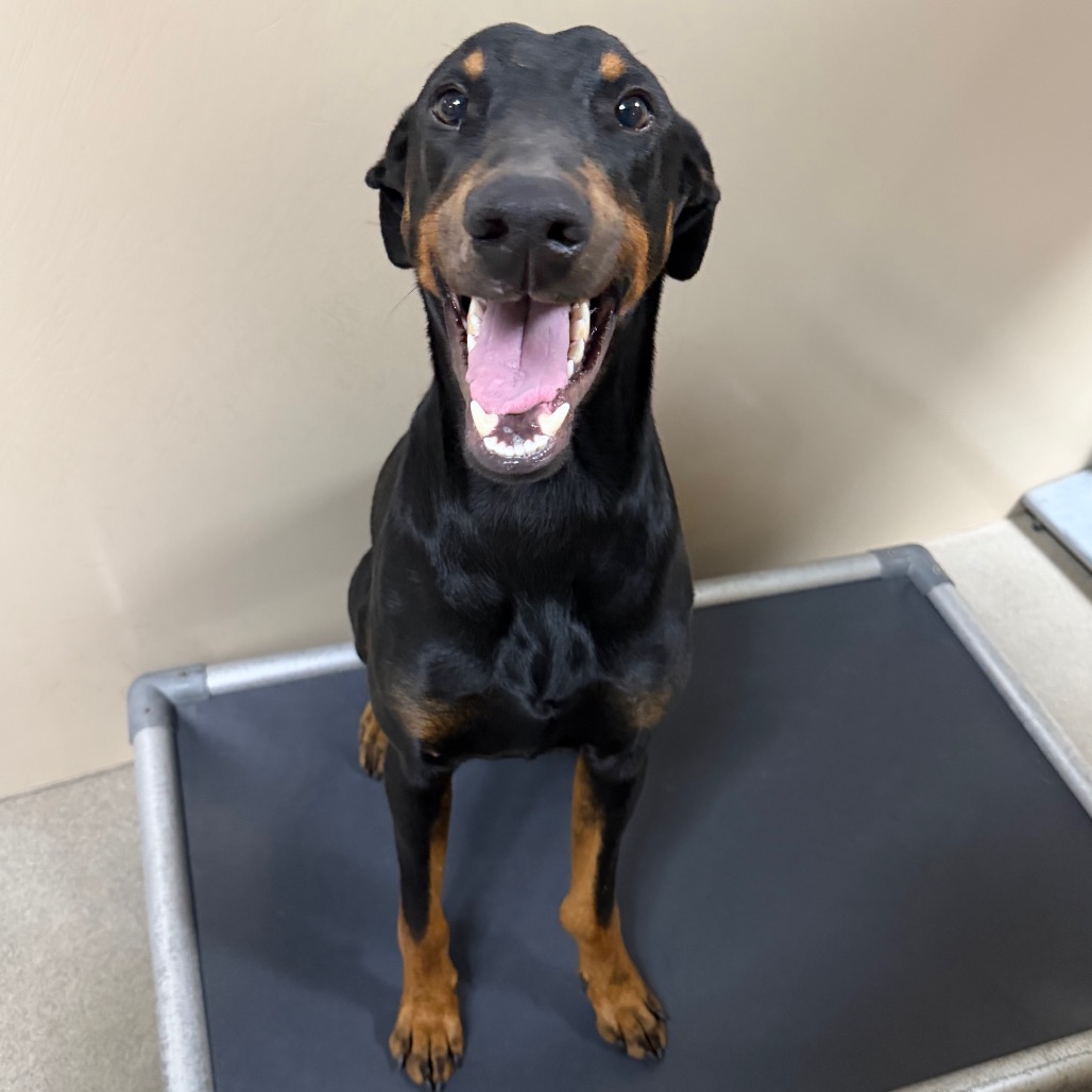 Kennel#20's preview photo