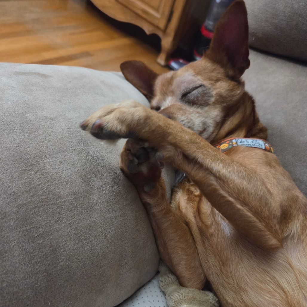 Frito, photo 11