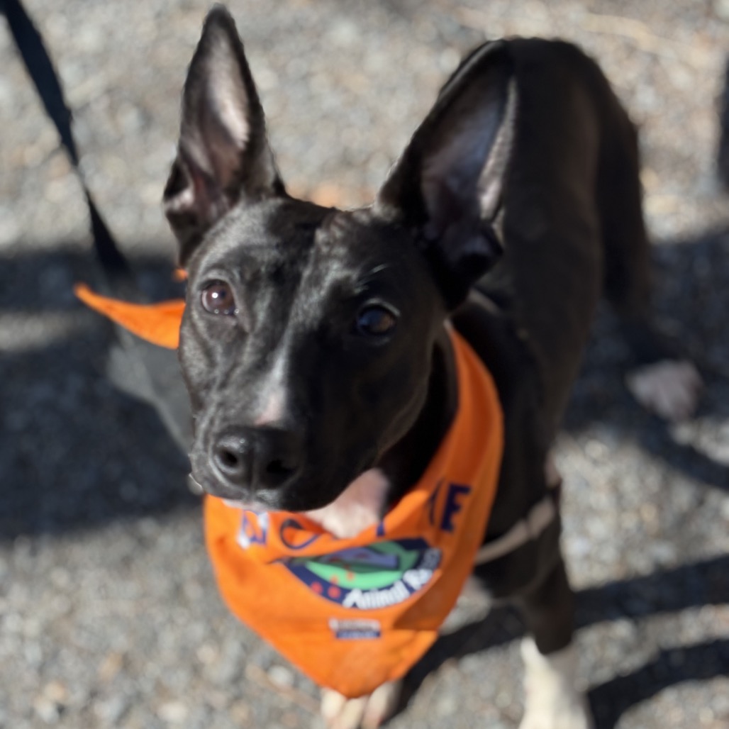 Coconut — thumbnail 3