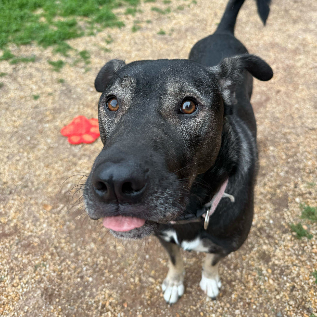 Goofy, photo 20