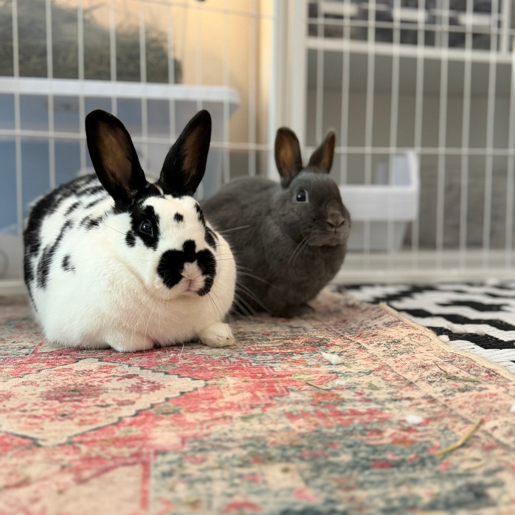 Nelly (bonded with Buns), photo 6