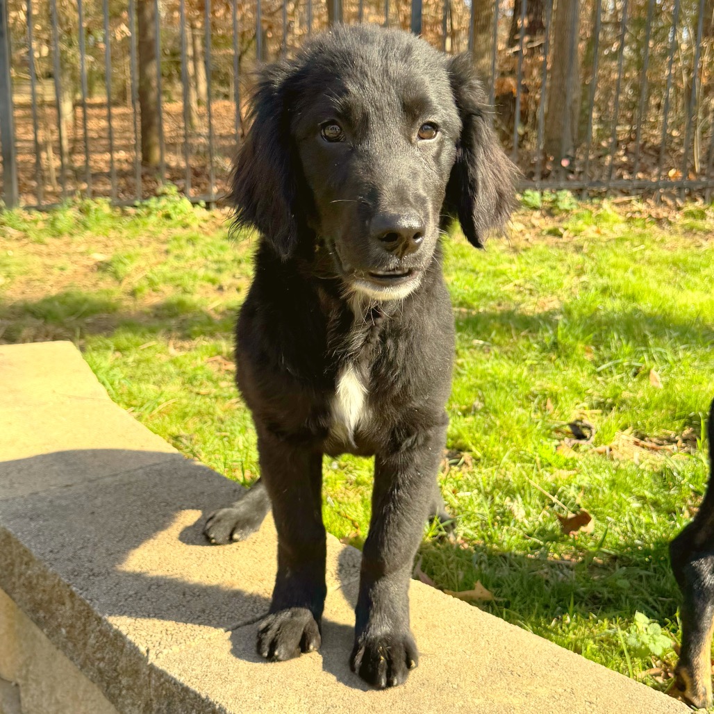 Rigby — thumbnail 5