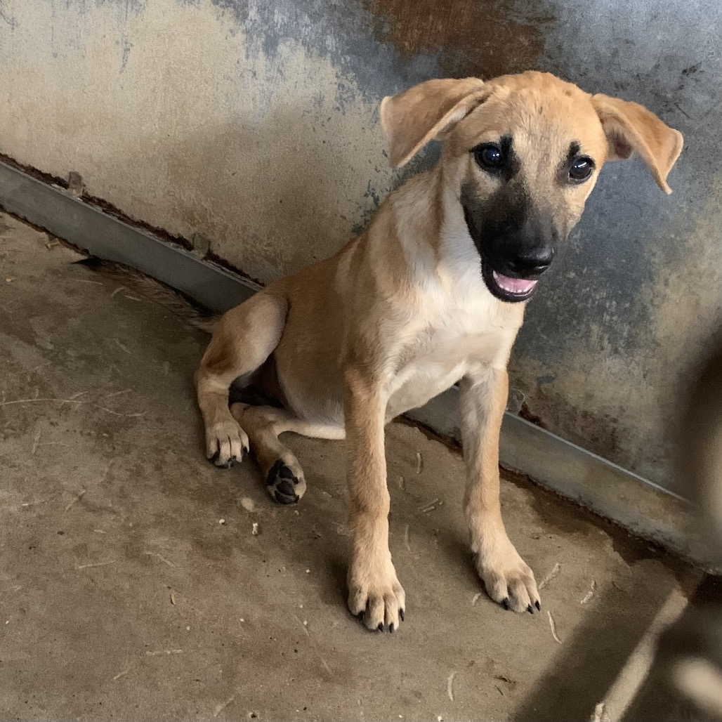 SANDY - Shepherd / Mix available for adoption