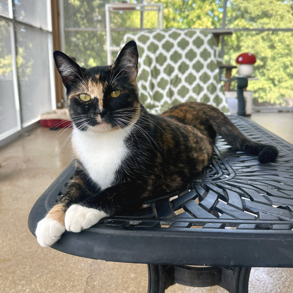 FELICITY - Domestic Shorthair available for adoption
