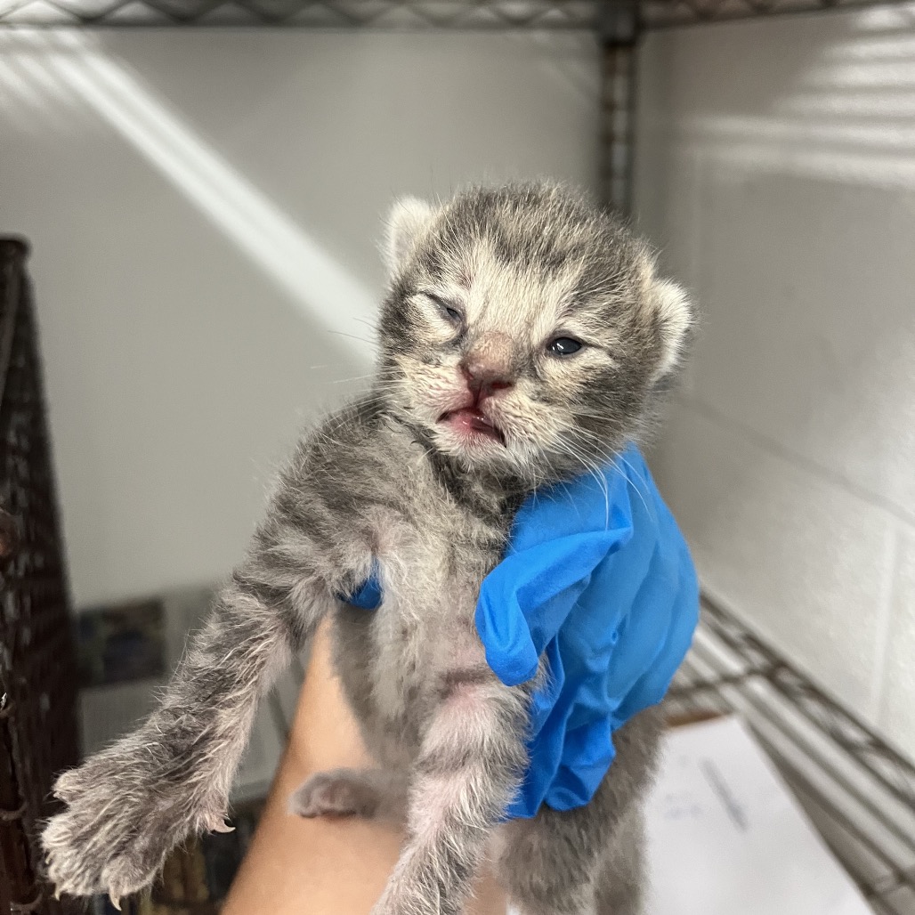 Jelly, available for adoption at PVAS