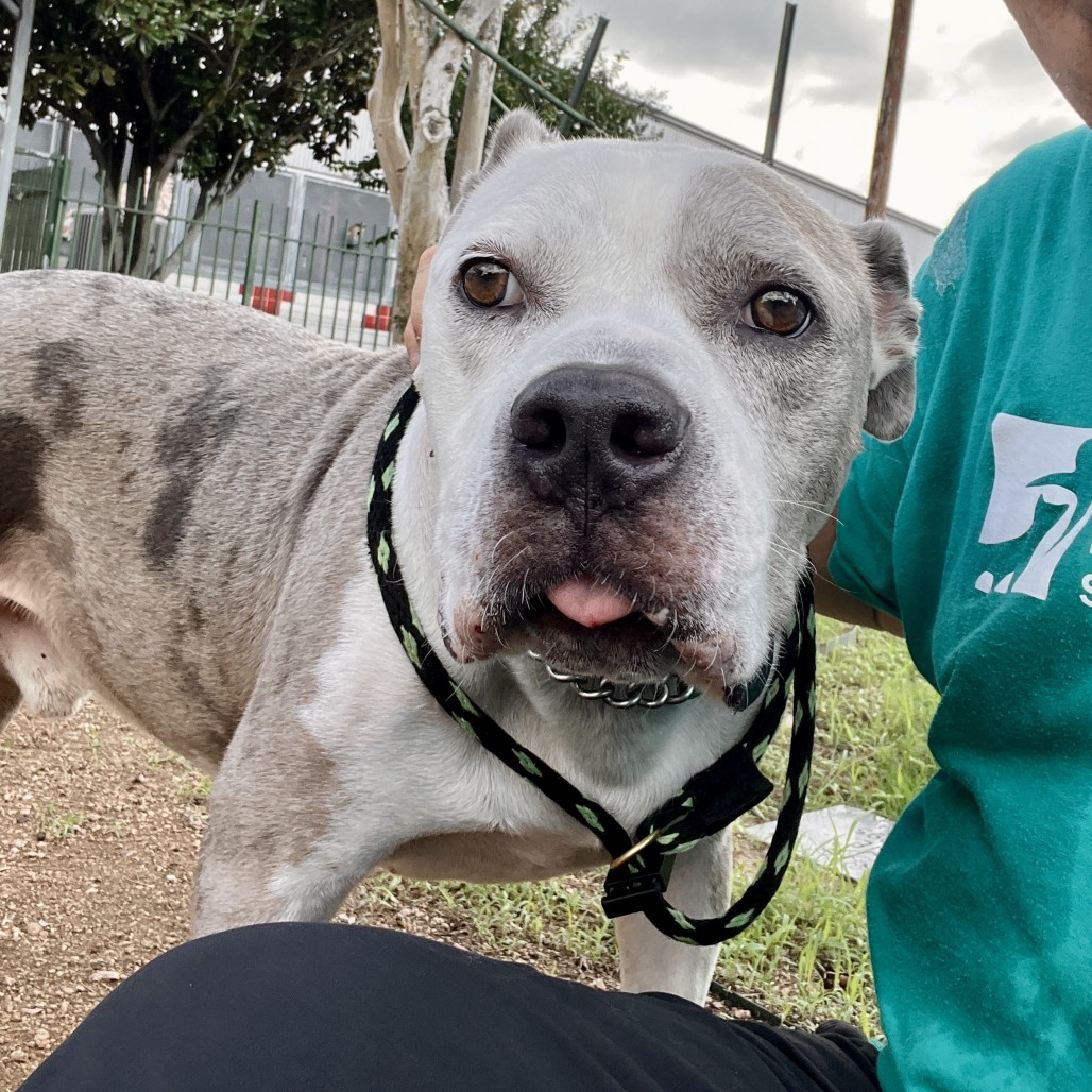 ASH - Terrier / American Pit Bull available for adoption