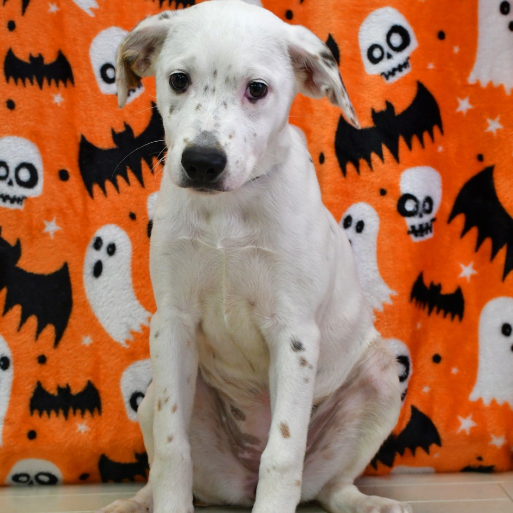 GHOST TOAST - Dalmatian / Mix available for adoption