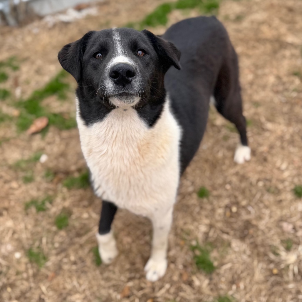 Jazz — thumbnail 2