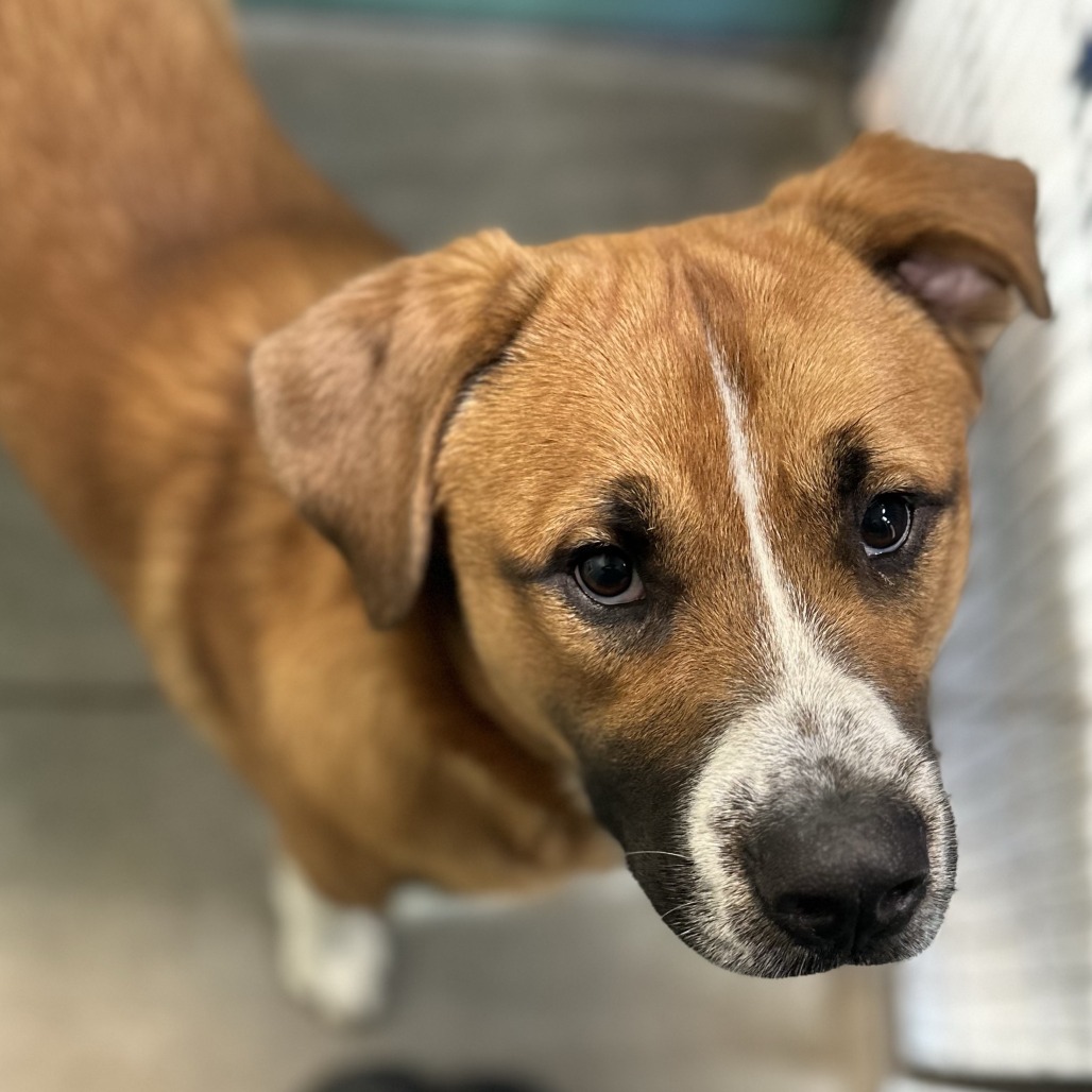 BONES - Mixed Breed (Large) available for adoption