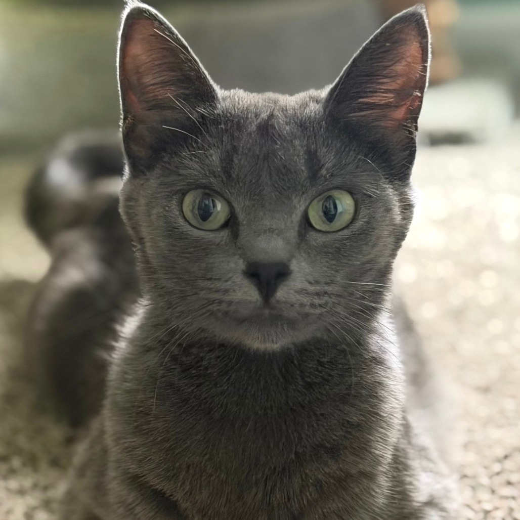BETTIE - Domestic Shorthair for adoption in Aurora