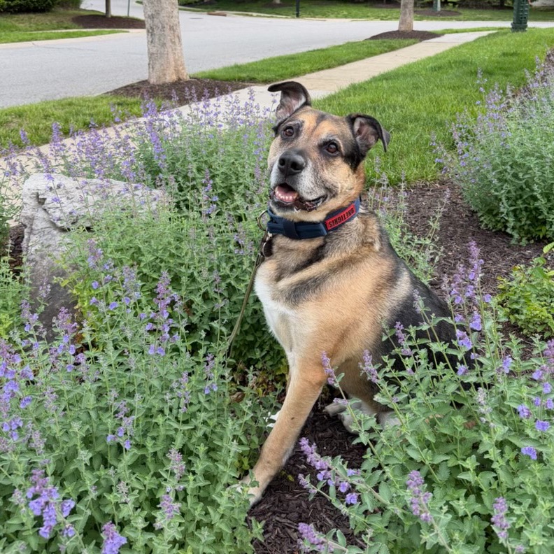Ranger, photo 20