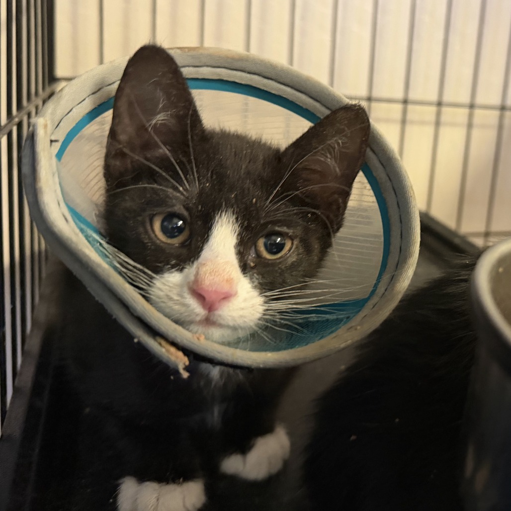 Daniel : Male 2 Domestic Shorthair
