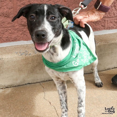WANDY - Retriever, Labrador / Mix available for adoption