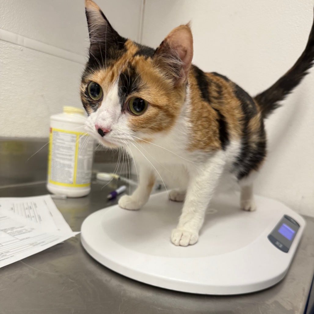 CLEO - Domestic Shorthair available for adoption