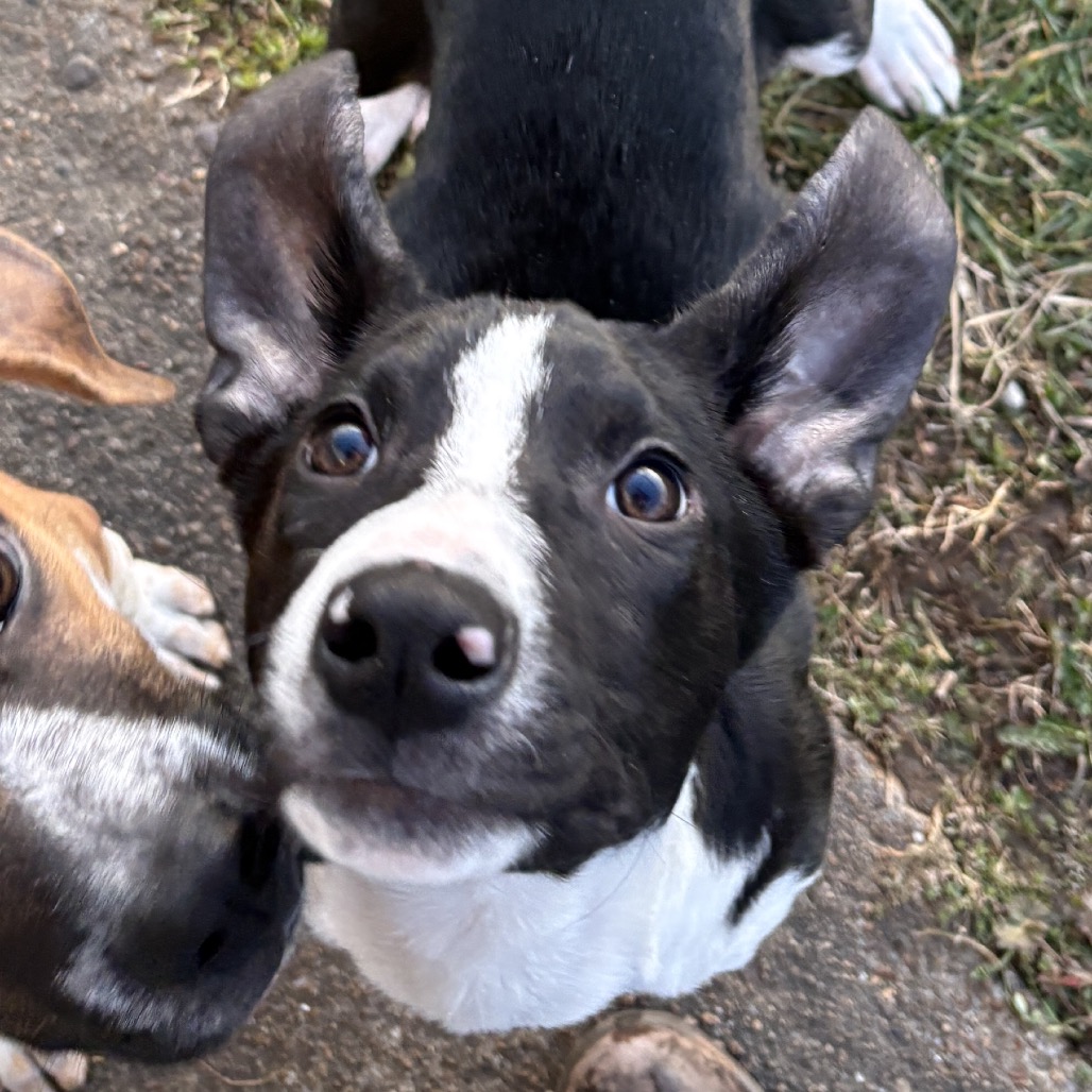 Finnigan — thumbnail 3