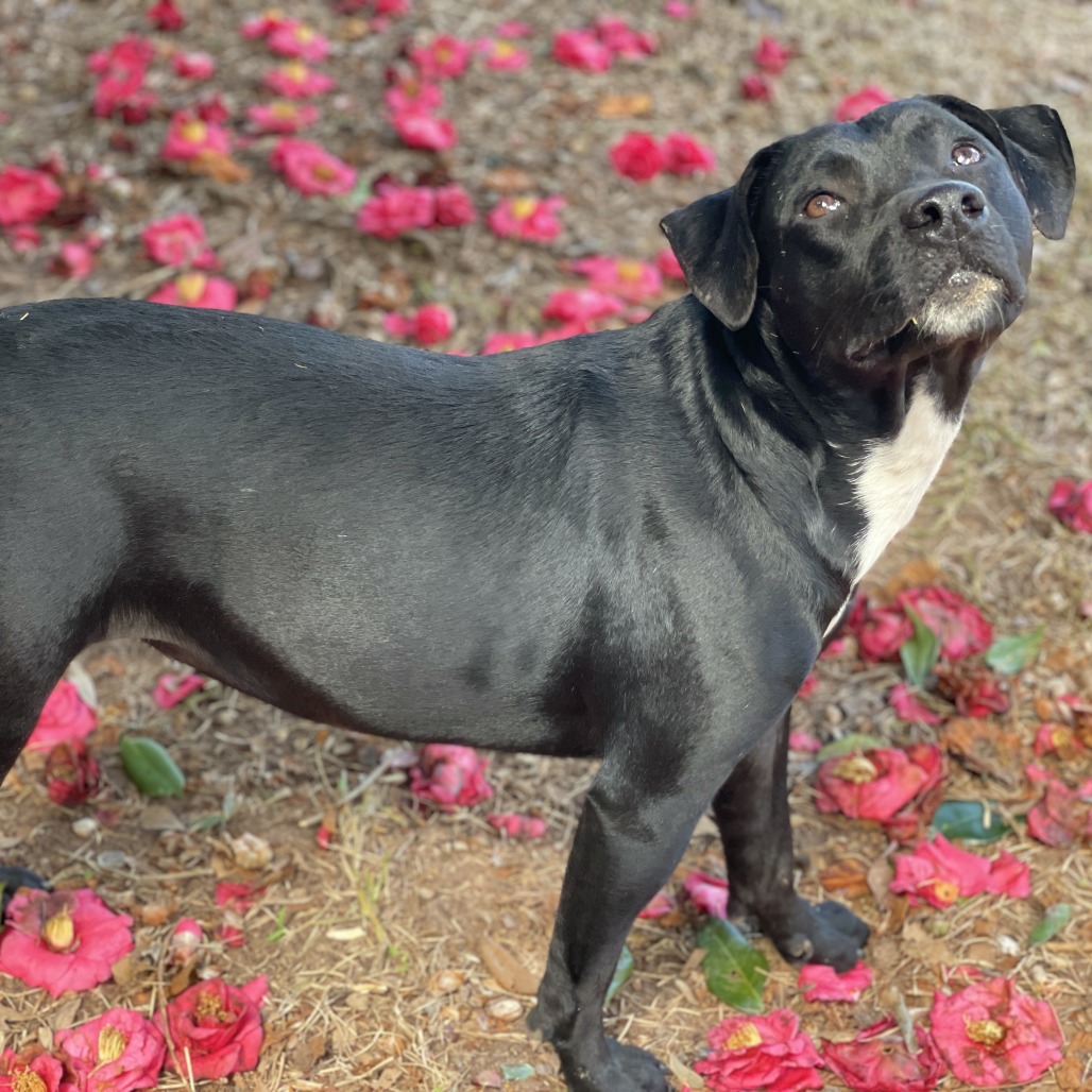 Tia (waiting for 1 1/2 years), photo 4
