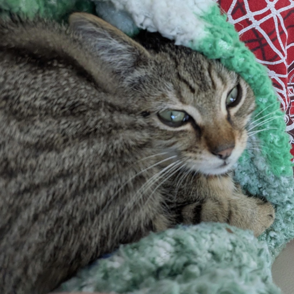 FINN - Domestic Shorthair available for adoption