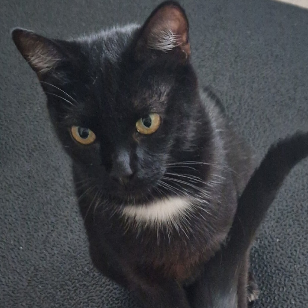 Optimus Prime (Queen) - Domestic Shorthair