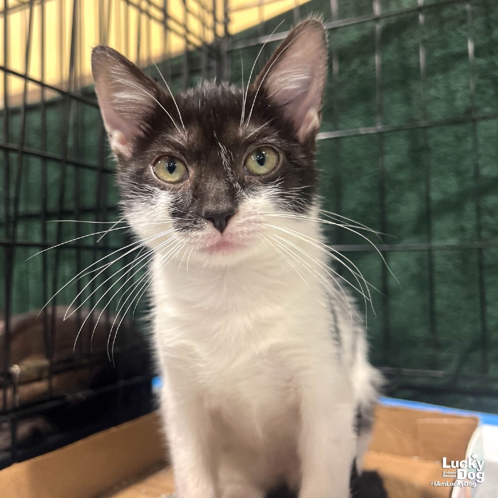 MINT - Domestic Shorthair available for adoption