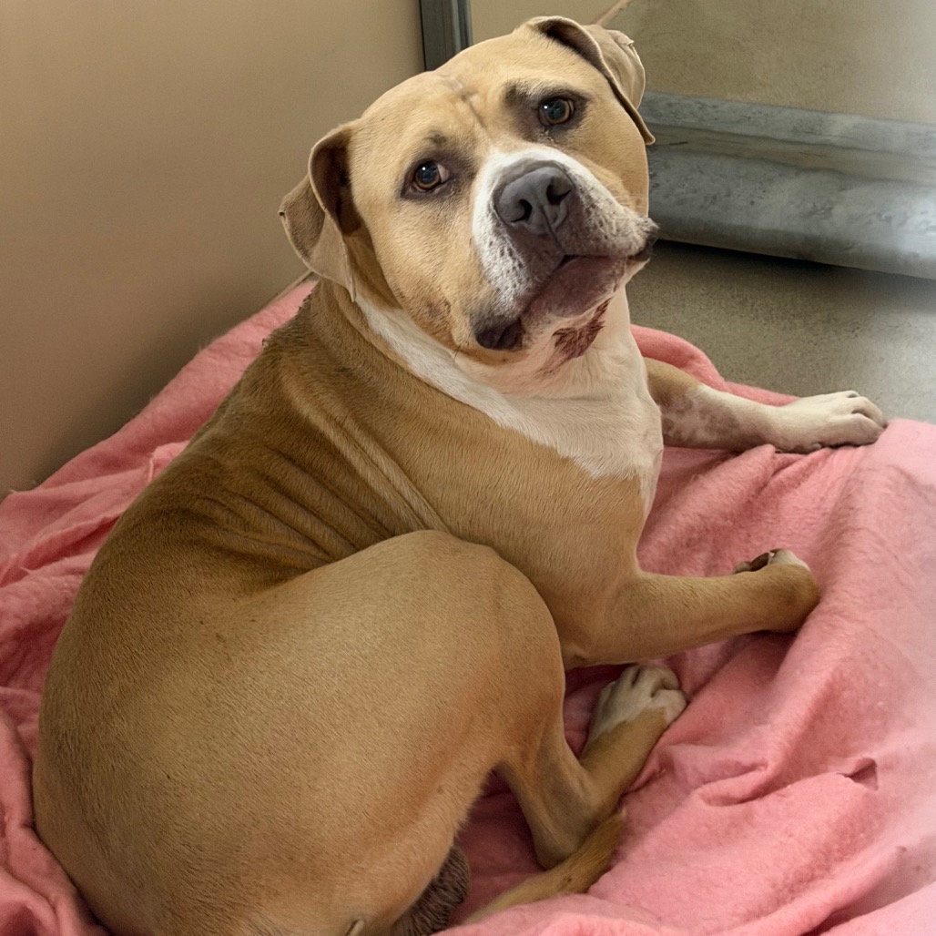 Kennel#30(Rocket)'s preview photo