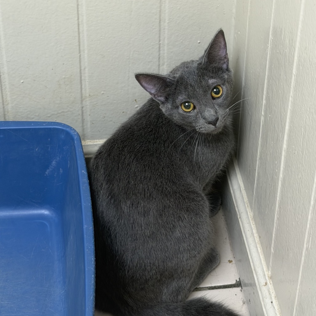Tusc Stray 85453 2 3