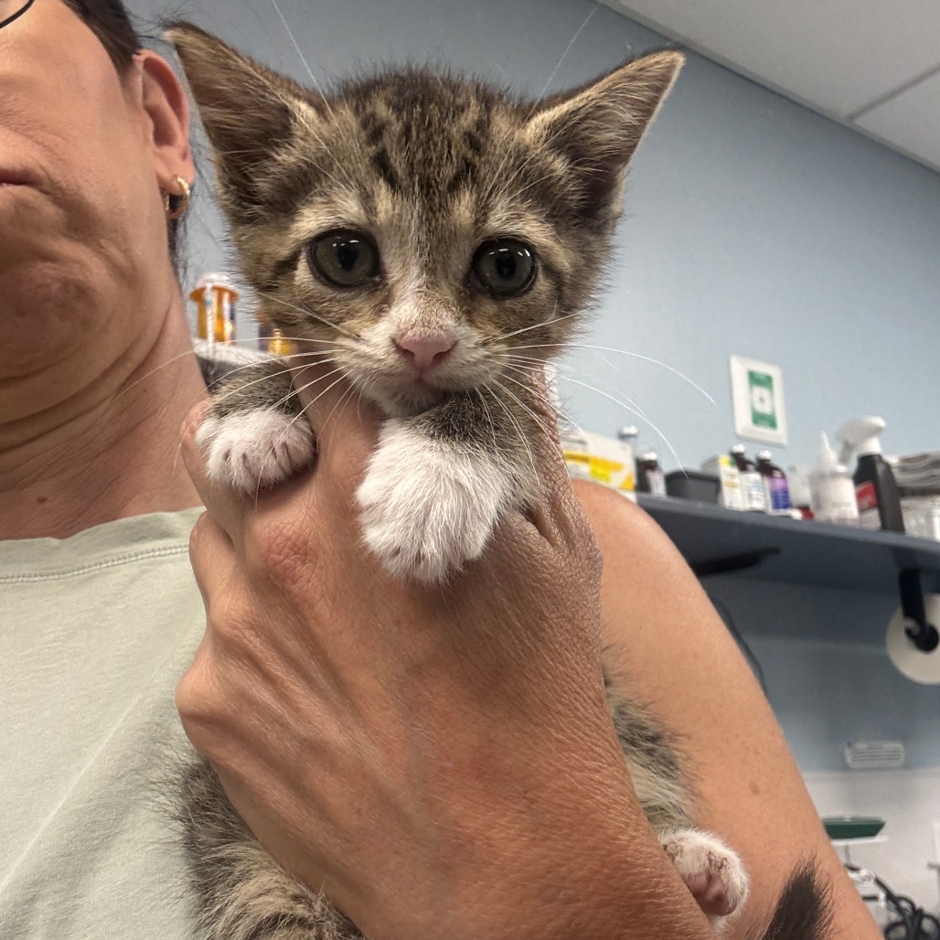 HERMIONE - Domestic Shorthair available for adoption