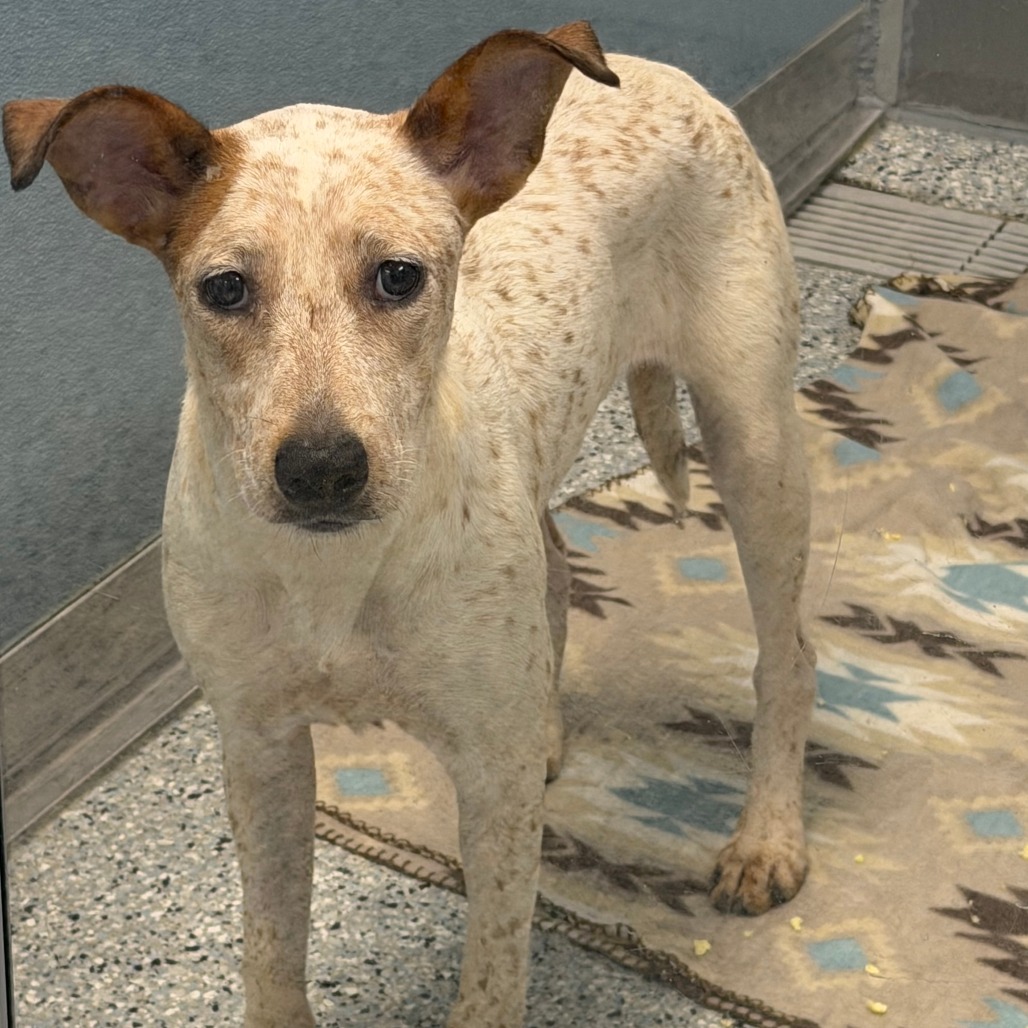 AURORA - Mixed Breed (Medium) available for adoption