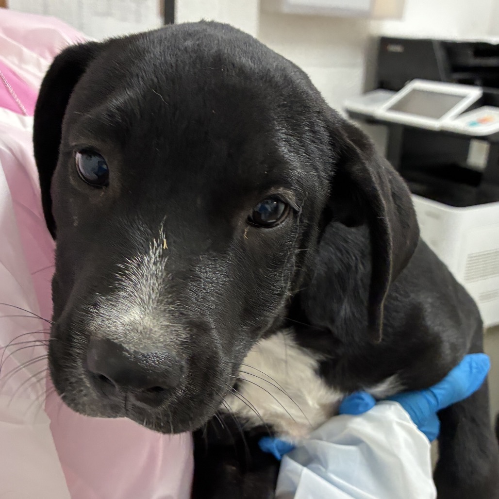 RUDOLF - Shepherd / Mix available for adoption
