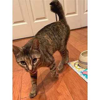 Roxie Roxanne — thumbnail 10