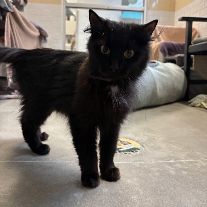 Photo of Looney Tuna 9