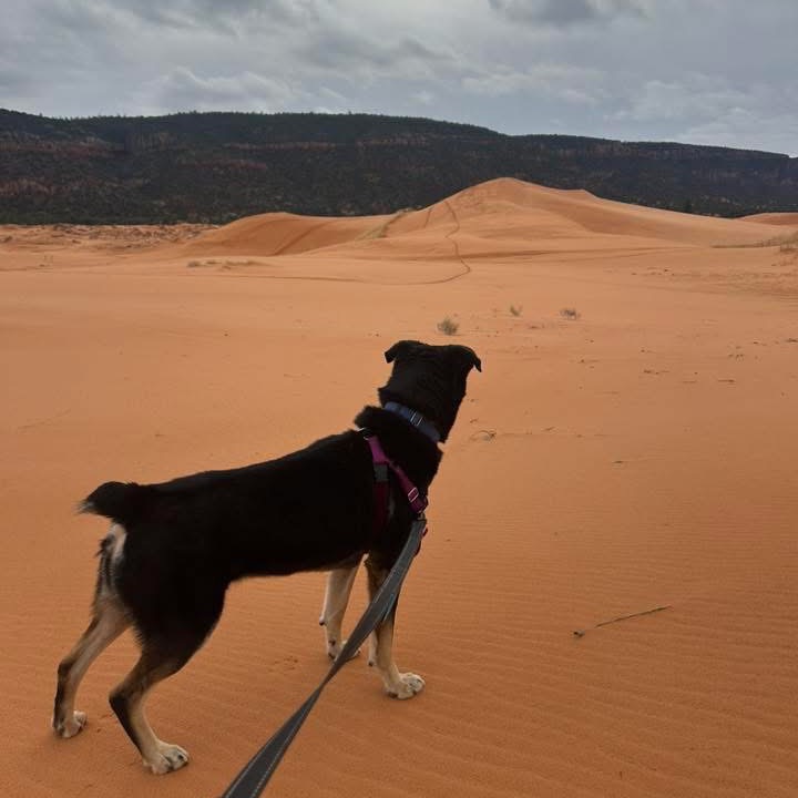 Roxy, photo 22