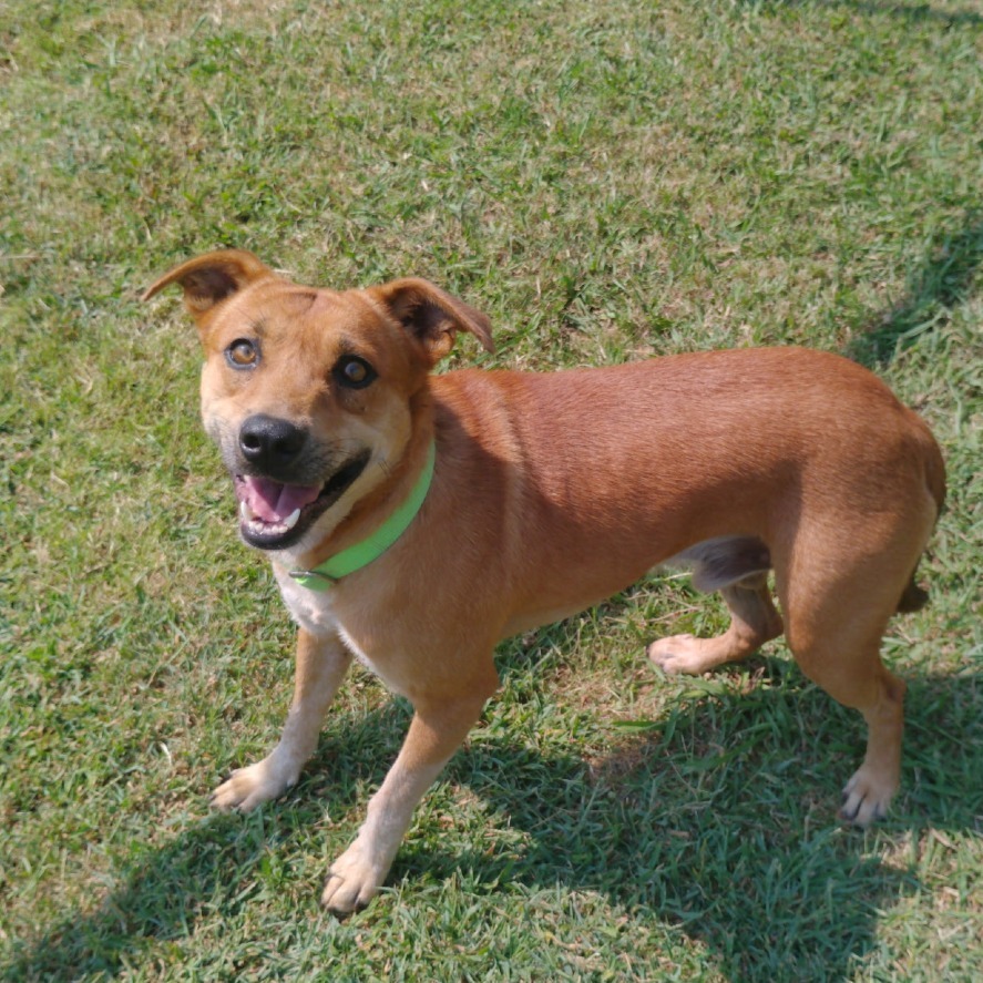 D-Scrappy-Doo