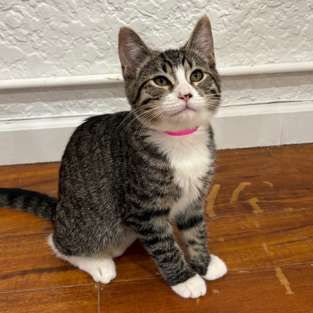 Sox
