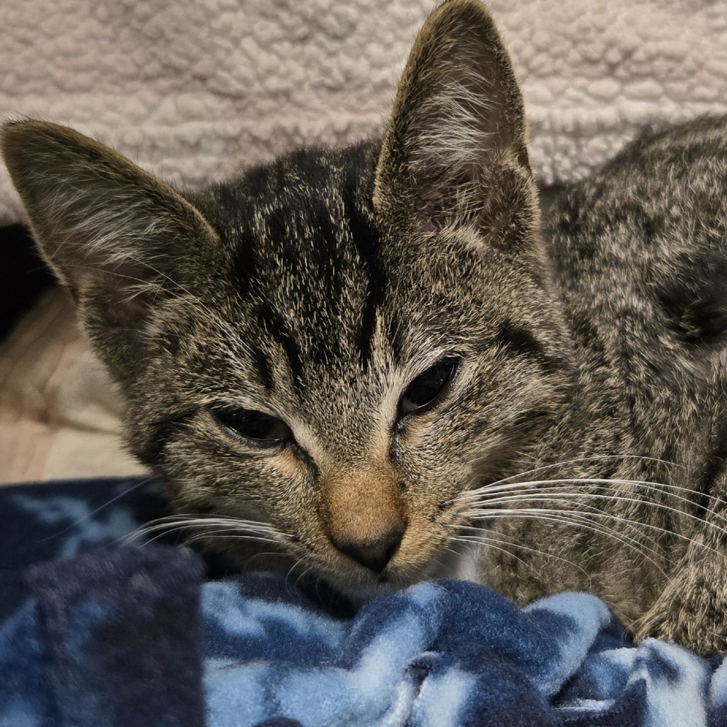 Tigger
