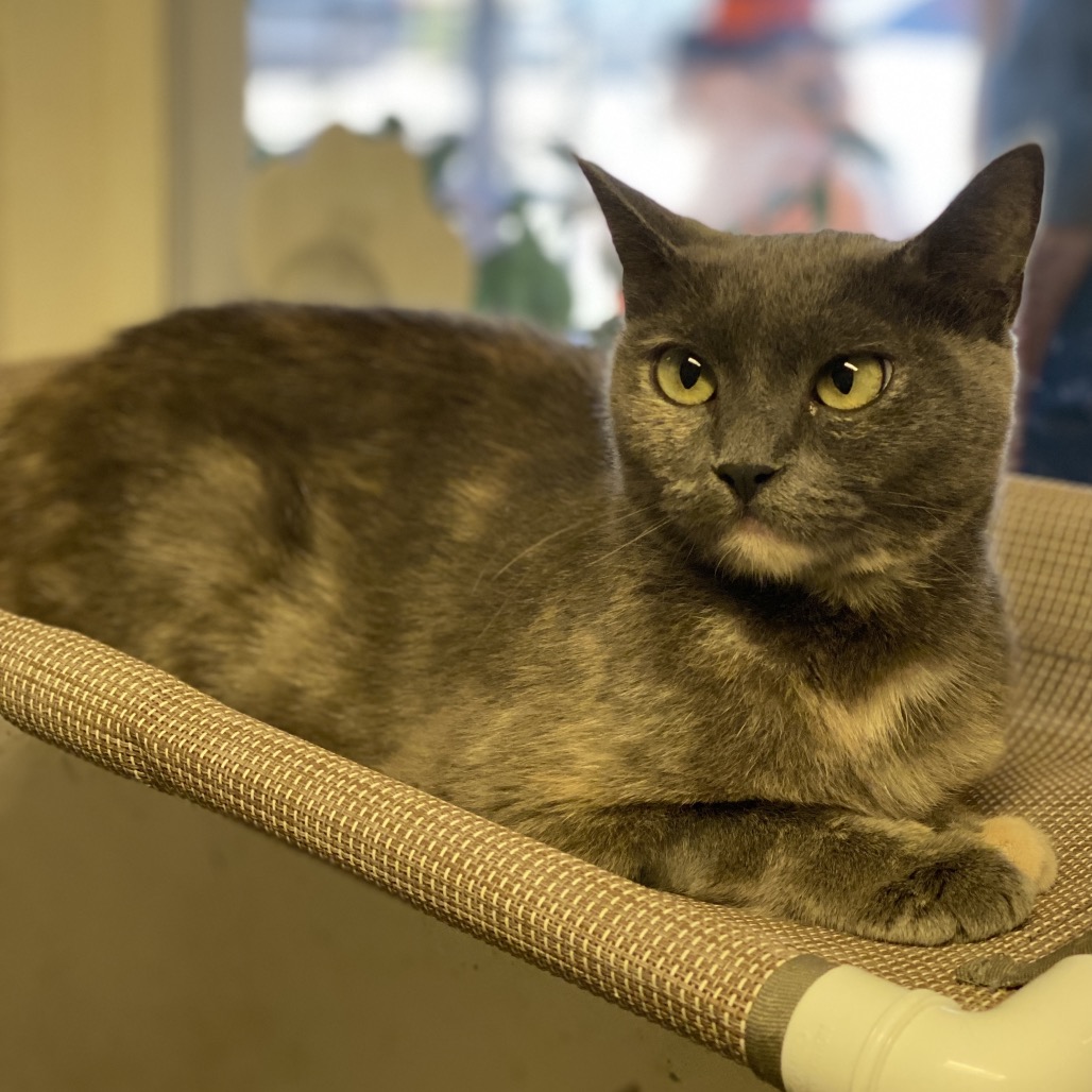 Mama Georgia - Costa Mesa Location, photo 13
