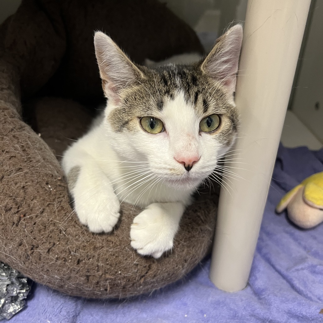 Spring is available for adoption at Tri-County Humane Society